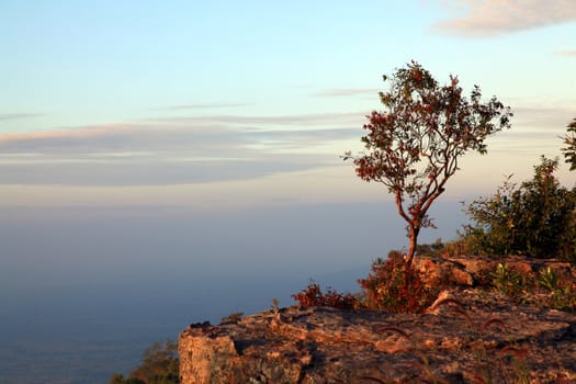 lonely tree with beautiful sunset on cliff