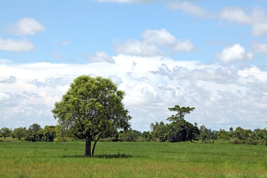 alone tree standing out on meadow field