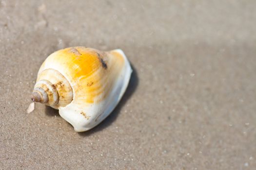 Seashells on the sand.