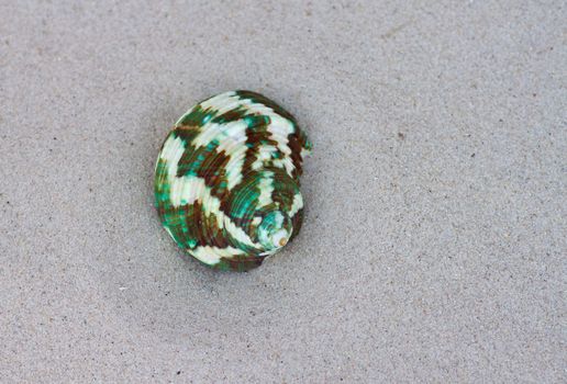 Seashells on the sand.