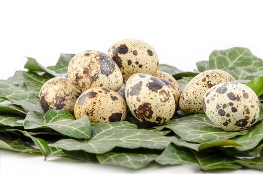 Nest of quail eggs and green leaves on a white background