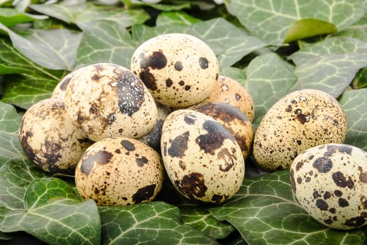 Quail eggs on a background of green leaves