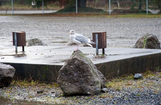 Seagull in park near Hood Canal