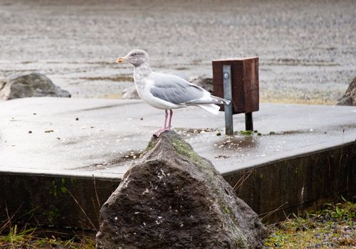 Seagull in park near Hood Canal