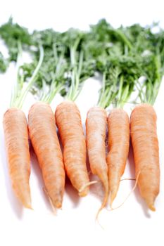 Group of freshly picked carrots with stems
