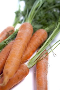 Group of freshly picked carrots with stems