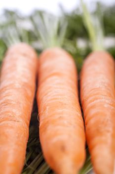 Group of freshly picked carrots with stems