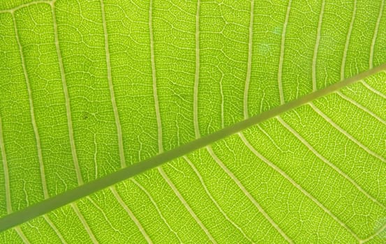 green leaf texture