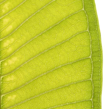 Plumeria Leaf, Closeup Leaf Texture
