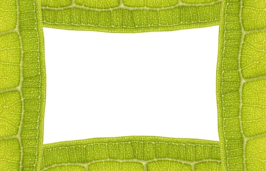 Leaf Frame