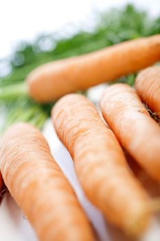 Group of freshly picked carrots with stems