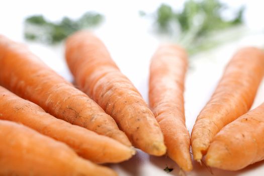 Group of freshly picked carrots with stems