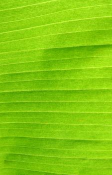 Banana Leaf Texture