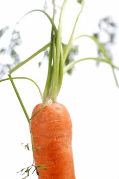 Fresh carrot on an isolated background