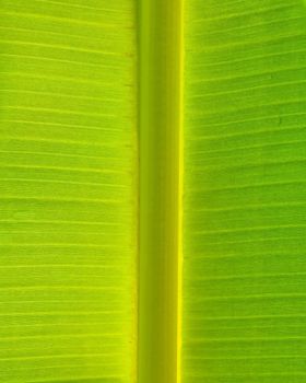 Symmetric of Banana Leaf Texture