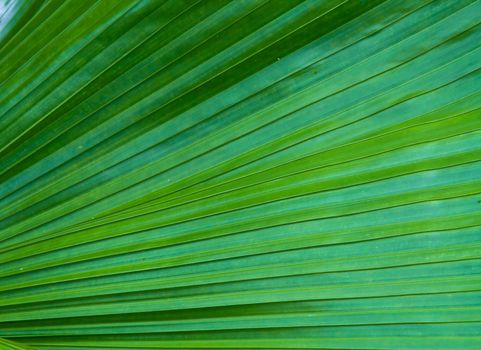 Palm Leaf Pattern