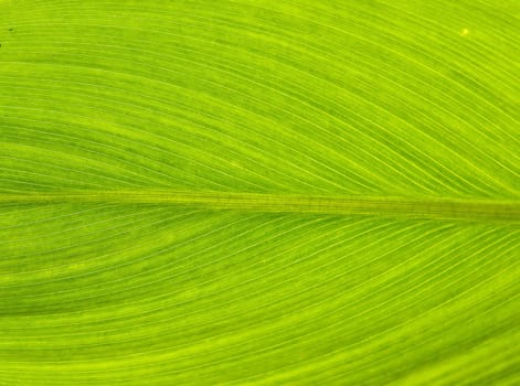 Leaf Texture
