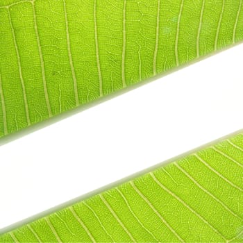 green Leaf with space for text