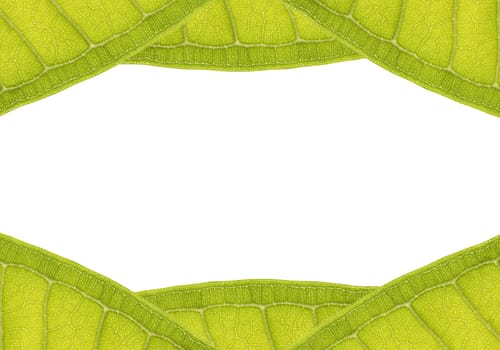 natural frame from leaf with space for text on white