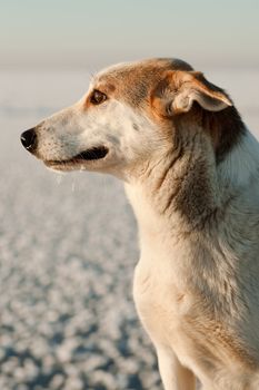 Portrait of a dog on a snow background in the light of the coming sun.