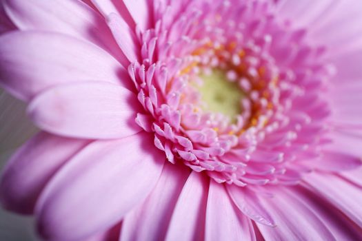 beautiful open puple flower showing the petal detail