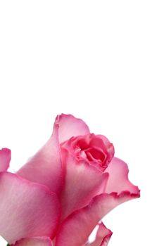 Beautiful rose on an isolated background
