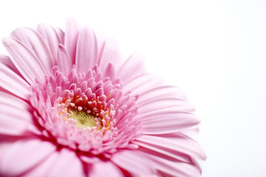 beautiful open purple flower showing the petal detail on an isolated background