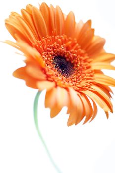 Orange open flower on an isolated white background