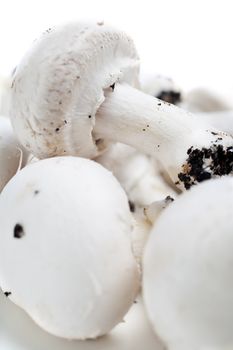Selection of fresh organic mushrooms