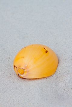 Seashells on the sand.