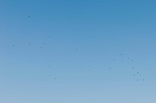 flock of birds flying against a gorgeous blue sky