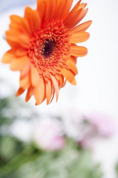 Large orange flower with bright petals