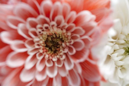 Beautiful open pink flower detail