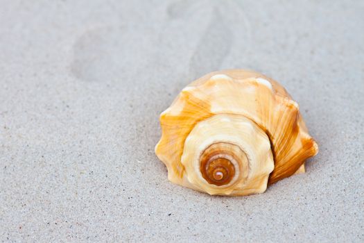 Seashells on the sand.