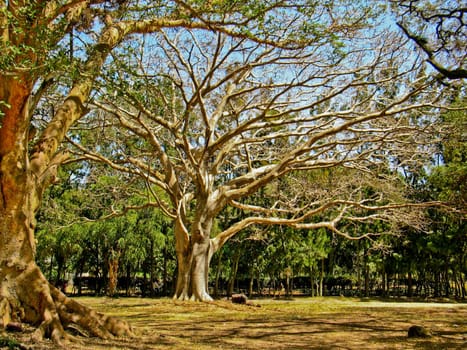 A giant old tree with a network of branches that have shed all of their leaves