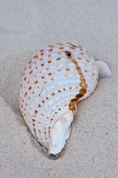 Seashells on the sand.