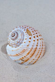 Seashells on the sand.