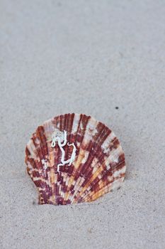 Seashells on the sand.