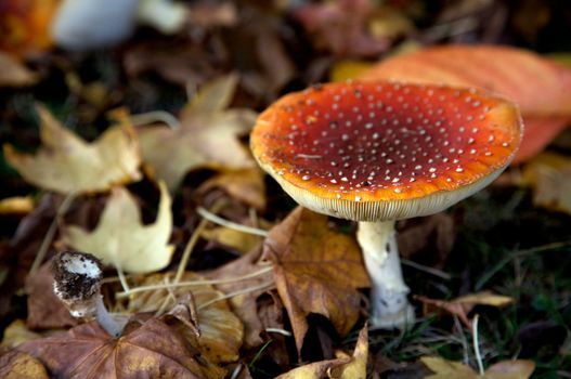 Colorful mushroom in a forrest