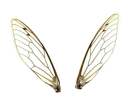 Two seperate Cicada (Jar FLy) wings isolated over a white background with clipping path included.