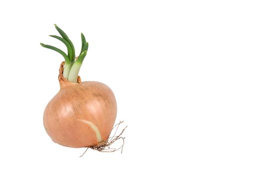 Shallot