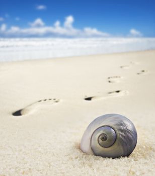 Sea shell and foot prints on a sandy beach