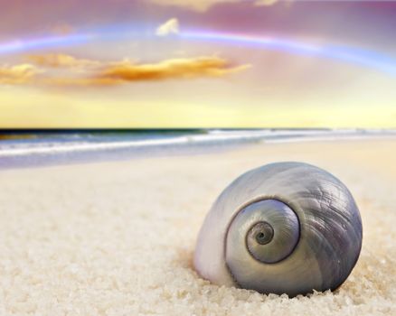 a Beautiful perfectly shaped sea shell on the beach