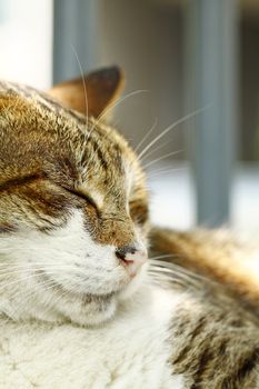 Sleeping cat, close-up.