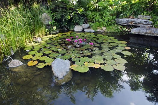 Courtyard pond and water lilies
