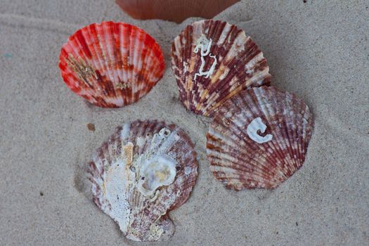 Seashells on the sand.