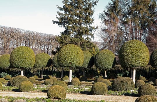 shrubs boxwood, French garden. Park of a castle near Paris (France)