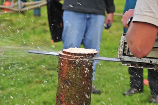 Close up of a logger using a chainsaw to cut slices from a log. Sawdust flying.