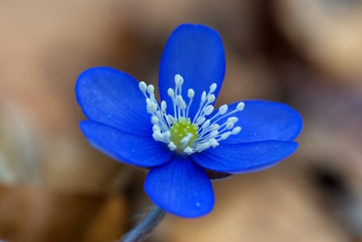 	Hepatica nobilis