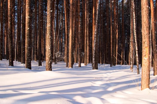 Winter pine forest as background. Morning low light.